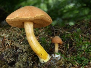 Peppery bolete mushrooms (Chalciporus piperatus)
