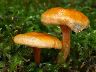 Hygrophoropsis aurantiaca, commonly known as the false chanterelle. Orange wet mushrooms with a drop of water.