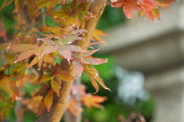 八幡宮境内のくすんだ色の枯れた紅葉