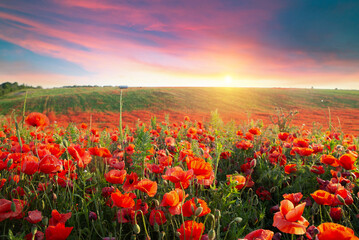 panorama of a field of red poppies against the background of the evening sky . High quality photo