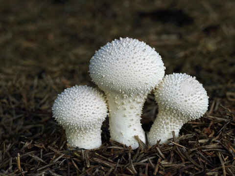 Three edible white mushrooms in needles. Lycoperdon perlatum also known as common puffball, warted puffball, gem-studded puffball, or the devil's snuff-box