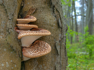 A beautiful cluster of Dryad's saddle mushrooms (Polyporus squamosus) growing on a tree, with floodplain forest in the background © Zdenka Kryspínová