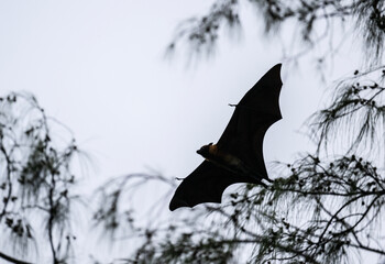 a flying fox soars with its wings spread on a sunny day on one of the Seychelles islands