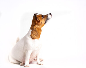 The Jack Russell Terrier dog sits on a white background and looks up at the top.