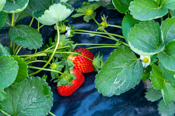 Ripe red strawberries on a bush. Organic strawberries in the garden.