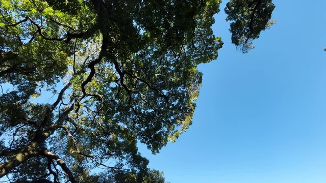 浜離宮恩賜庭園　トウカエデの木周辺を飛び回るカラスの群れ