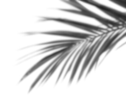 Blur leaves shadow light black and white isolated well multiply project
