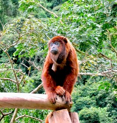Howler monkey, Bolivia 2012 