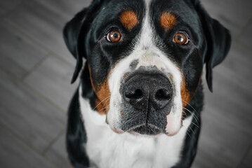 Swiss Mountain Dog. The head of a dog begging for a treat. The dog looks at the owner. The pleading eyes of a pet.
