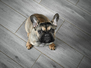 French Bulldog.  Cute French Bulldog puppy look at his owner. The dog's pleading look. The dog is...