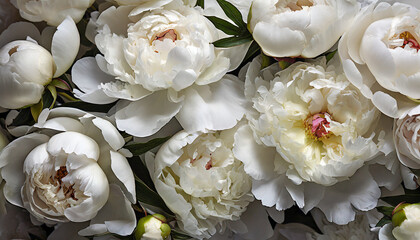 Top view peonies background. White peony flowers in summer garden. Blooming florals