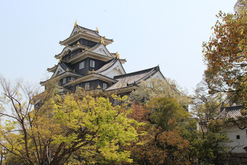 Fototapeta premium castle in okayama in japan 