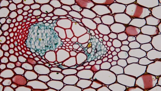 Food plant fibers under microscope. Fibers Useful for - Digestive Health, Weight Management, Blood Sugar Control, Cholesterol Reduction, Gut Microbiota Health, Cancer Prevention. 100x times
