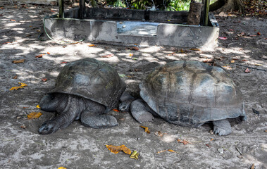large land turtles on a sunny day on one of the Seychelles islands