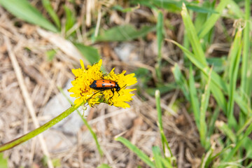 An abscess beetle on a dandelion. A beetle eats a flower.