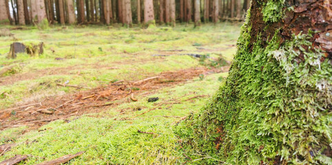 Green mossy tree trunk in forest in early spring