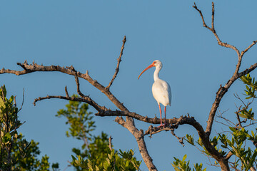 A White Ibis (Eudocimus albus) perched on a dead tree branch in the Florida Keys, USA.