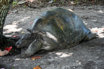 large land turtles on a sunny day on one of the Seychelles islands