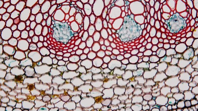 Food plant fibers under a microscope. 100x magnification. Useful for - Digestive Health, Weight Management, Blood Sugar Control, Cholesterol Reduction, Gut Microbiota Health, Cancer Prevention
