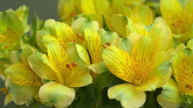 Close up of yellow alstroemeria flowers on green background. Summer bouquet. Macro floral background