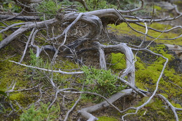 branches and green vegetation