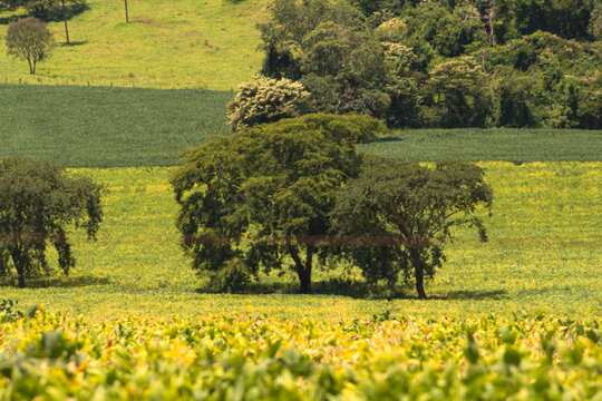 &Aacute;rvore em meio a planta&ccedil;&otilde;es de soja e caf&eacute;  