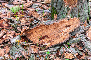 Peeling tree bark on the ground as a background