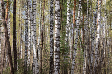 Birches in the forest in spring