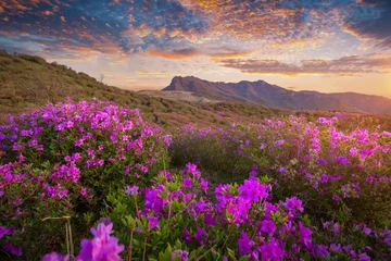 Tuinposter Morning and spring view of pink azalea flowers at Hwangmaesan Mountain with the background of sunlight and mountain range near Hapcheon-gun, South Korea. © panyaphotograph