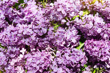 springtime floral background, blooming lilac bush in dew drops