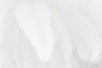 Beautiful white wool feathery pattern, soft white feather texture. Close up abstract white background with shallow depth of field