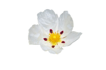 Labdanum or cistus ladanifer or gum rockrose or common gum cistus or brown-eyed rockrose flower 
with five crumpled papery white petals with maroon spot  isolated transparent png