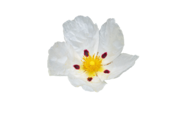 Labdanum or cistus ladanifer or gum rockrose or common gum cistus or brown-eyed rockrose flower 
with five crumpled papery white petals with maroon spot  isolated transparent png