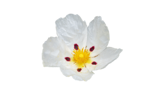 Labdanum or cistus ladanifer or gum rockrose or common gum cistus or brown-eyed rockrose flower 
with five crumpled papery white petals with maroon spot  isolated transparent png