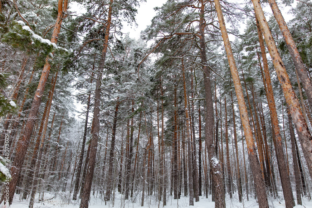 Wall mural pine trees in the forest in the snow in winter