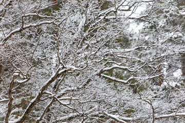 Trees covered with snow in the forest in winter