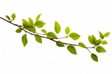 Branch with green leaves on it against white background with light reflection.