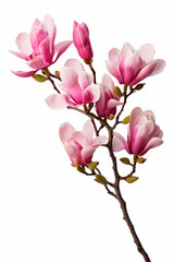 Branch of pink flowers with leaves on white background with white background.