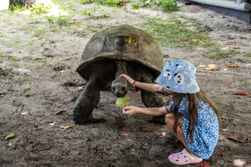 a girl feeds grass to large land caps on a sunny day on one of the Seychelles islands