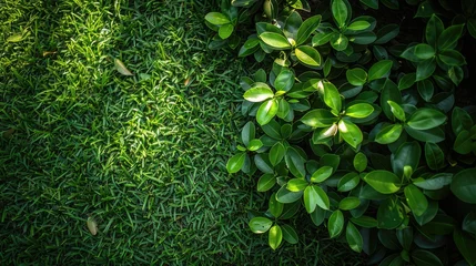 Poster Groen Sunlit green leaves over vibrant grass