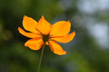 golden chrisanthemum  flower nadir view with green background
