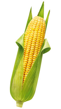 espiga de milho verde descascada isolado em fundo transparente