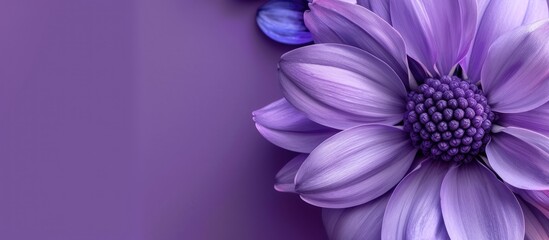 A close-up view of a vibrant purple flower standing out against a lush purple background, creating...