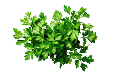 Mediterranean Herbs and Spices: Parsley Leaf Collection Healthy fresh celery. Small bunch, isolated on a clear background.