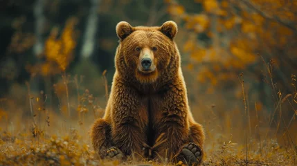 Poster A brown bear stares straight ahead while sitting on a log © DZMITRY