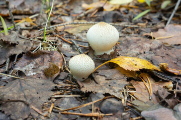 Mushroom raincoat grown in the forest. Edible mushrooms for cooking. Macro photography. The selected focus.