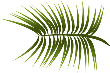 Palm leaf illustration. PNG format