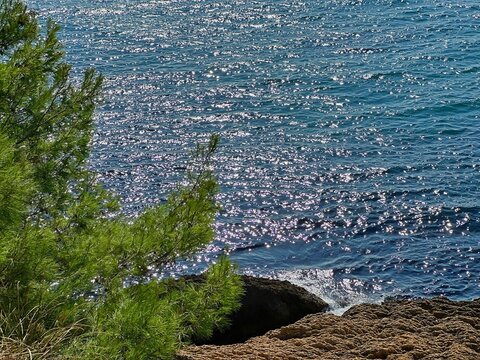 Pine tree growth on rocky sea shore 