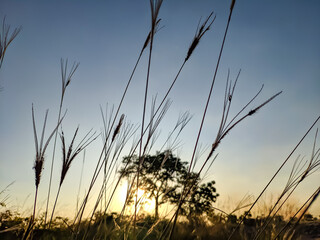 sunset field bursts with grass and branch color in a summer landscape