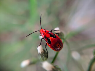 red bug on a green leaf